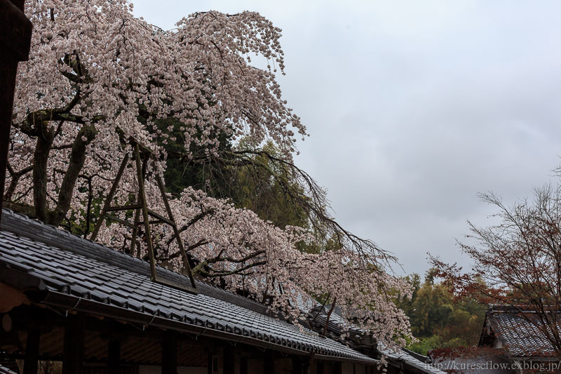 なりひら寺　十輪寺の桜_b0325840_15500275.jpg