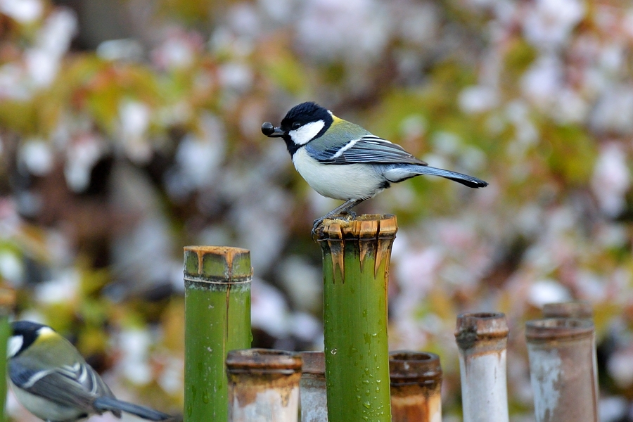 桜と鳥さん_d0148541_22211590.jpg