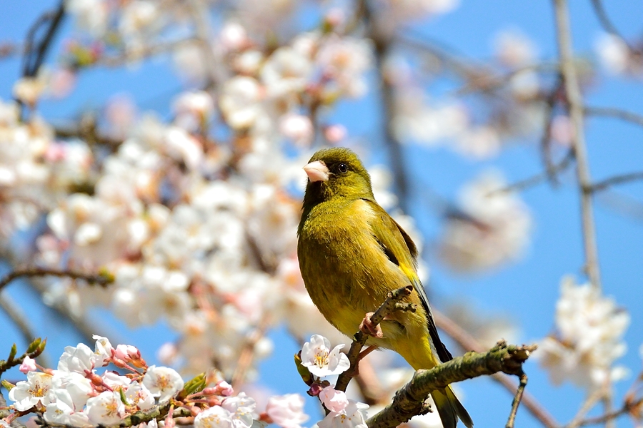 桜と鳥さん_d0148541_2221985.jpg