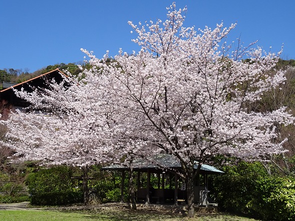 大山崎山荘の枝垂れ桜_b0299042_919287.jpg