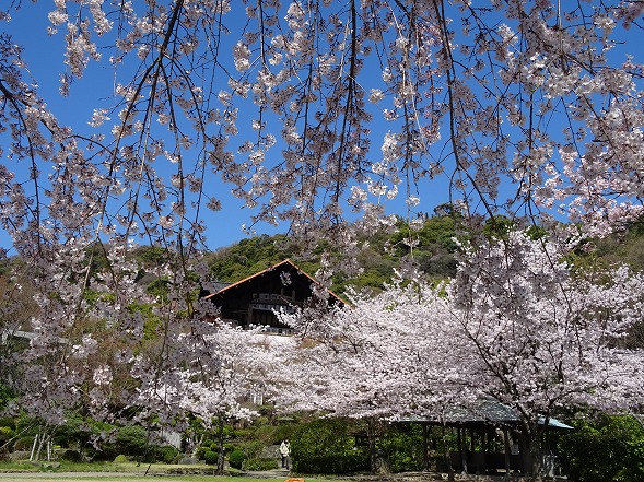 大山崎山荘の枝垂れ桜_b0299042_9193426.jpg