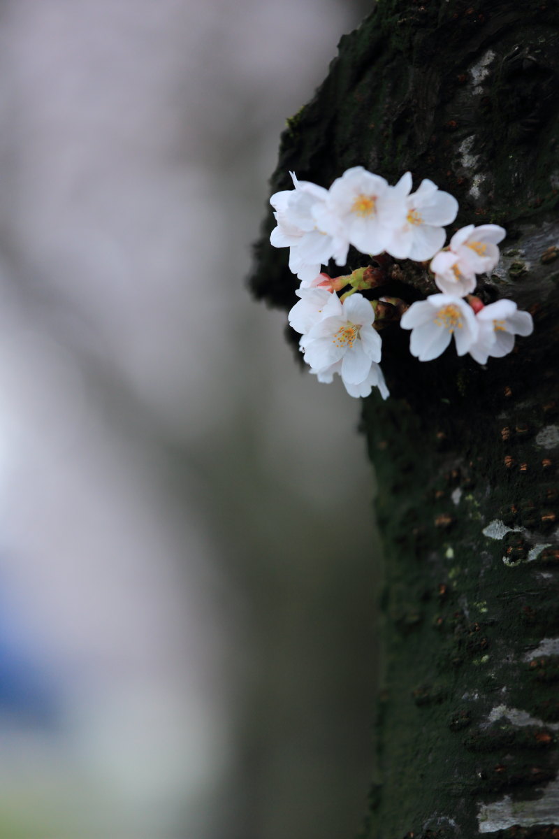 桜　２０１５　～辰口ヘルスロード～_d0135242_23144679.jpg