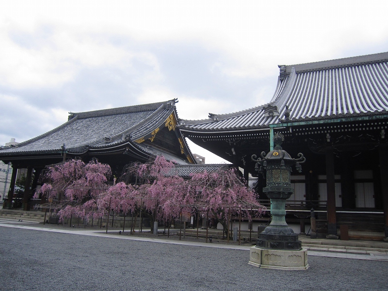 三ノ宮妃お手植えの仏光寺の枝垂れ桜20150408_e0237645_12595774.jpg