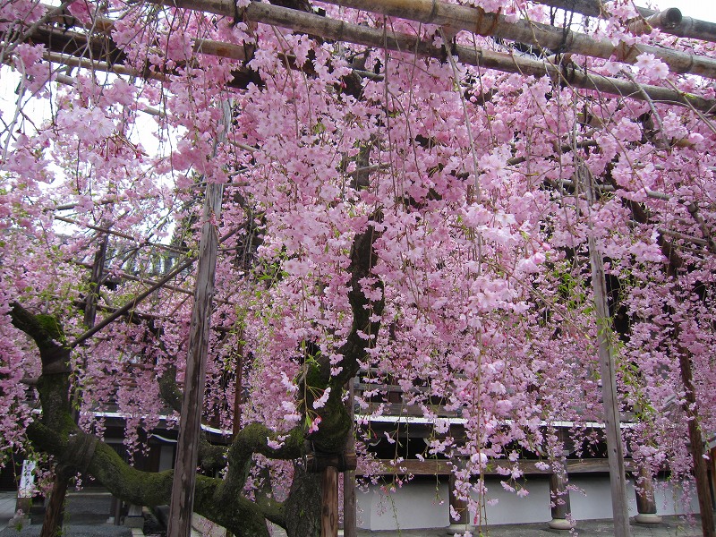 三ノ宮妃お手植えの仏光寺の枝垂れ桜20150408_e0237645_1302023.jpg