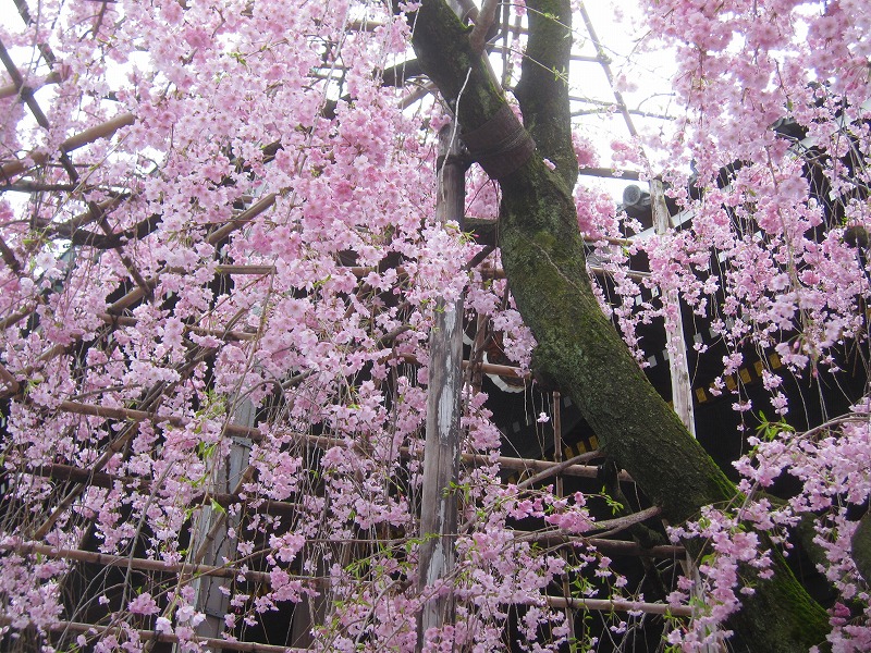 三ノ宮妃お手植えの仏光寺の枝垂れ桜20150408_e0237645_1303430.jpg