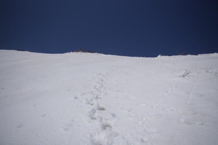 4月12日　岩手山（馬返し登山口）　山スキー登山　まとめ_c0077847_21552651.jpg