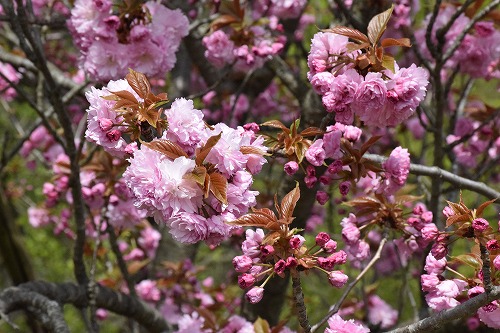 f0343750_16545817.jpg