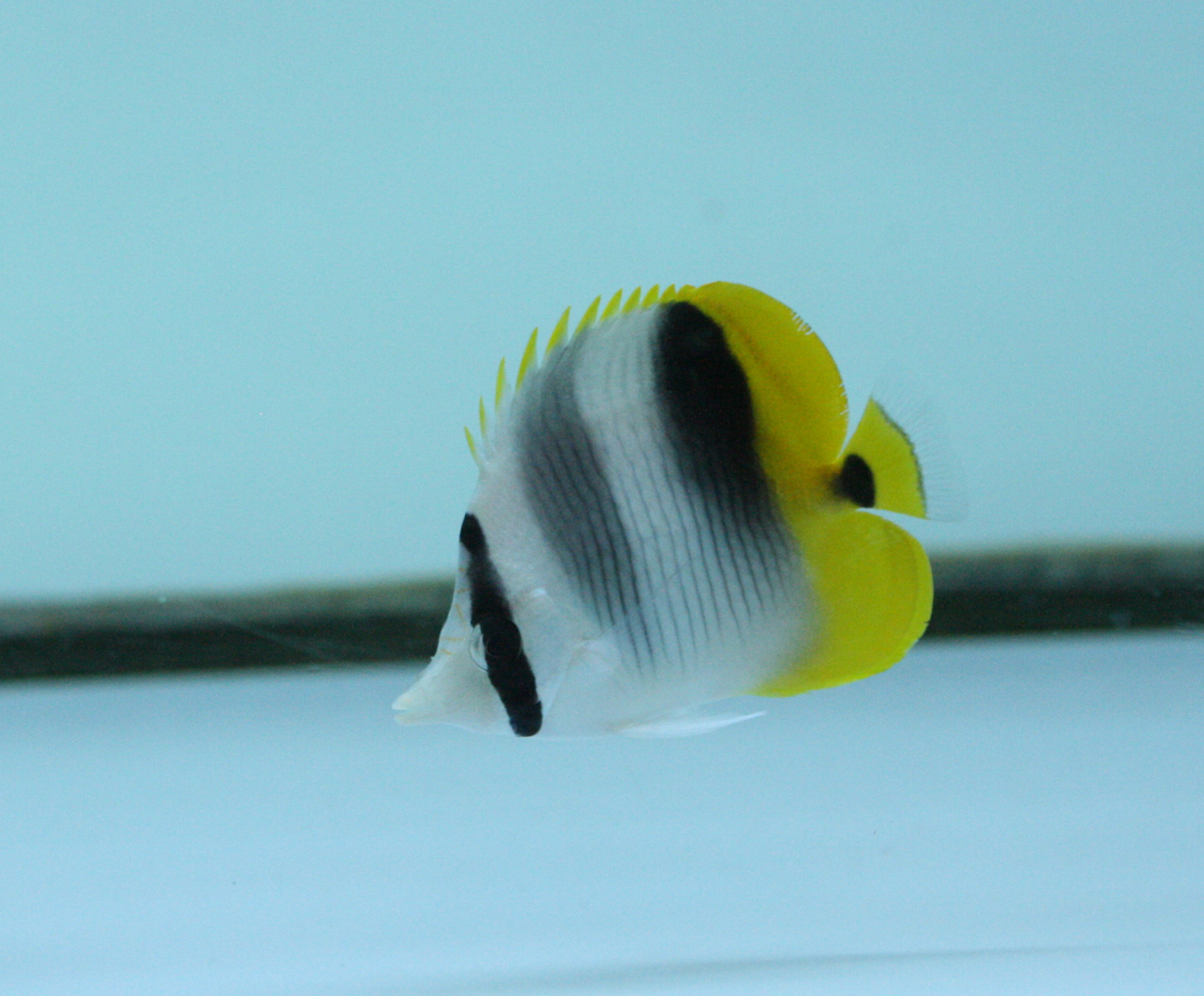 不調も好調も遅れてやってくる ビーボックスアクアリウム 海水魚 サンゴ情報