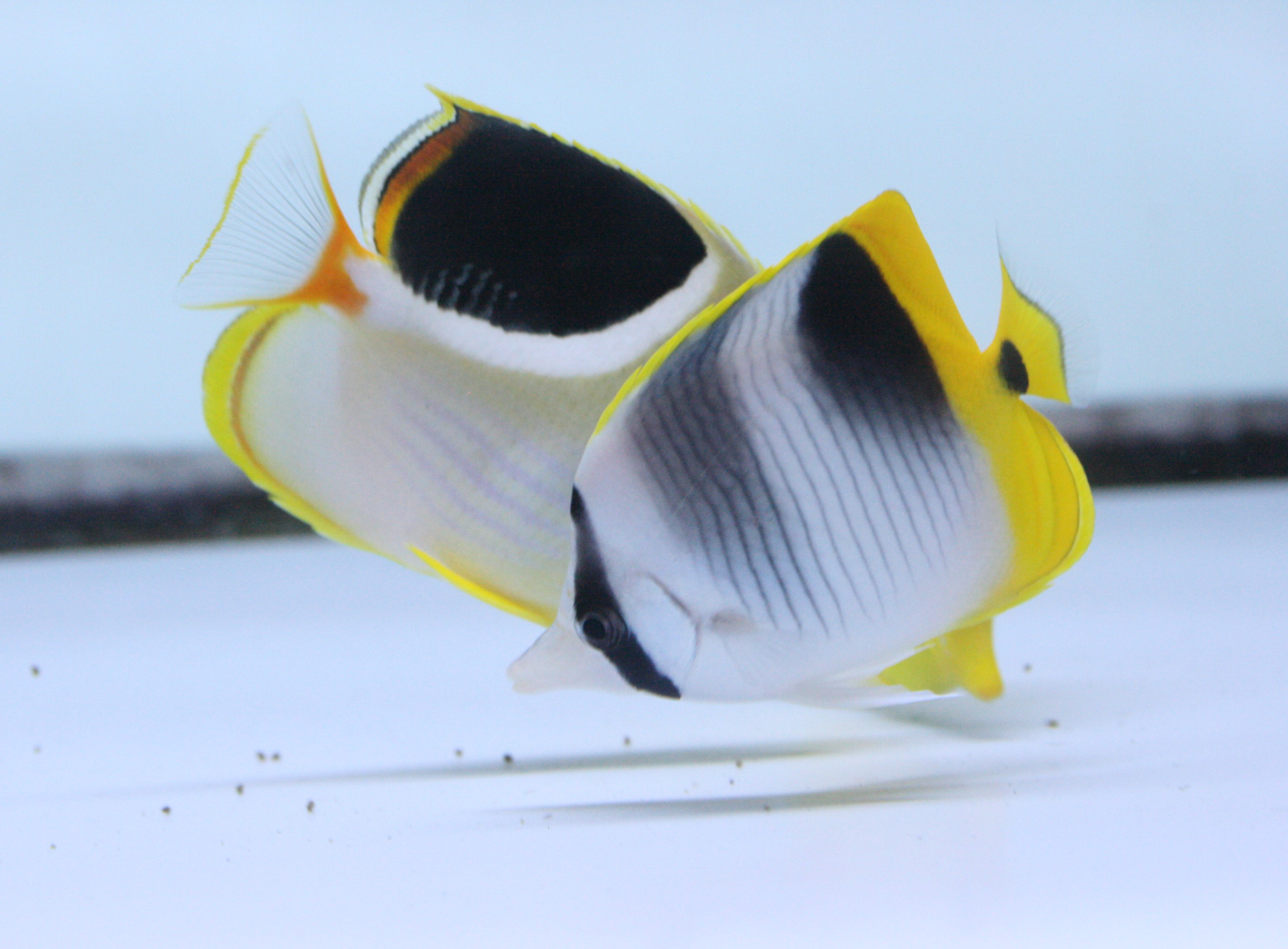 不調も好調も遅れてやってくる ビーボックスアクアリウム 海水魚 サンゴ情報