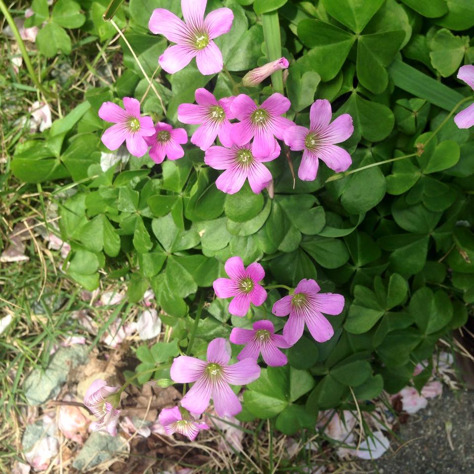 c0115560_1439974.jpg