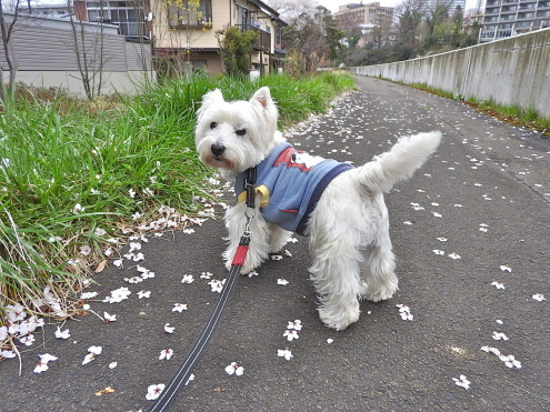 花散らしの犯人は。。_c0260460_16165666.jpg