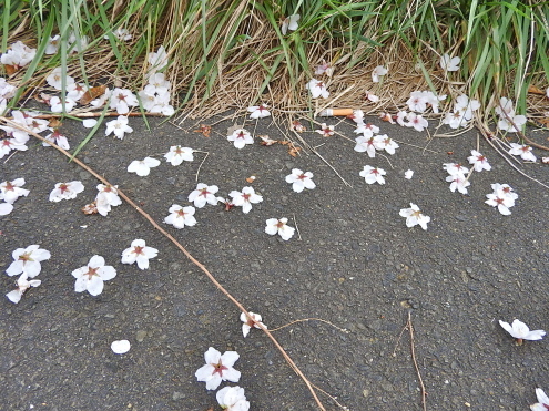 花散らしの犯人は。。_c0260460_16170834.jpg