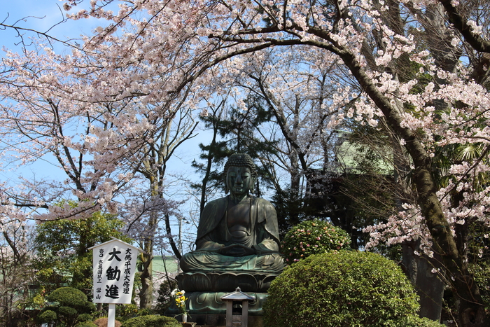 ご近所お寺さんの桜☆2_d0152261_1342925.jpg