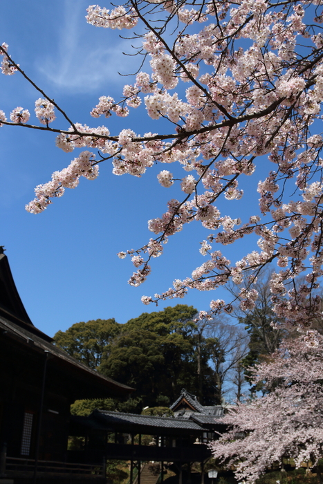 ご近所お寺さんの桜☆2_d0152261_1344471.jpg