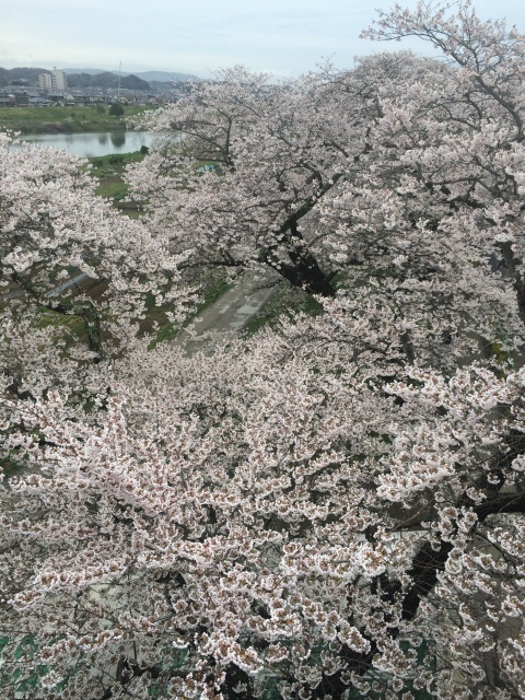 桜_f0213464_15065817.jpg