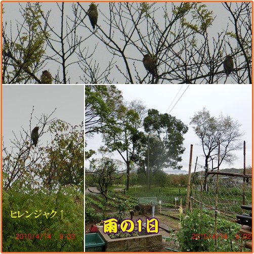 小雨のなか筍掘り　　自給自足の食生活　　_d0007071_20342320.jpg