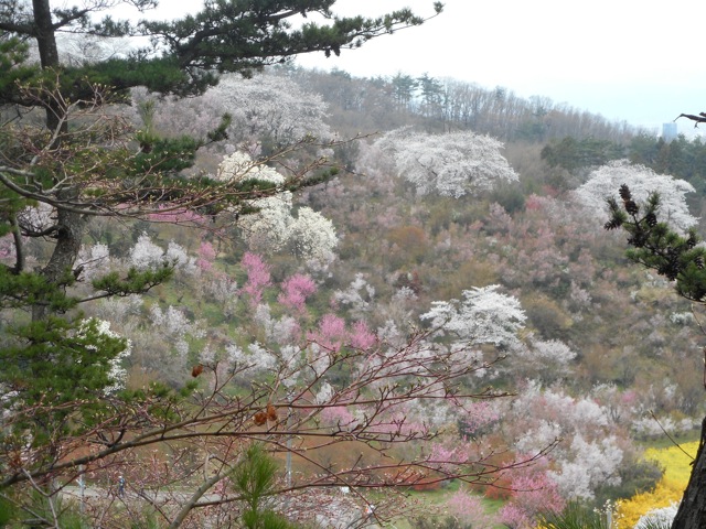 桜_e0005971_7522645.jpg