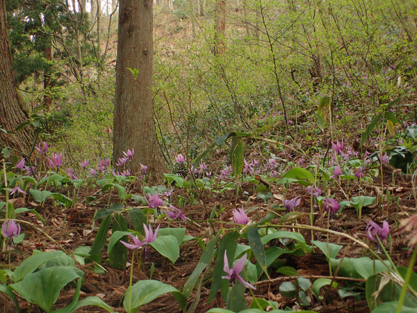 北陸のギフチョウ（越中編）_e0167571_232029.jpg