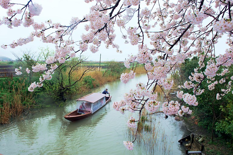 西湖の水郷桜　20150405_a0050572_23304345.jpg