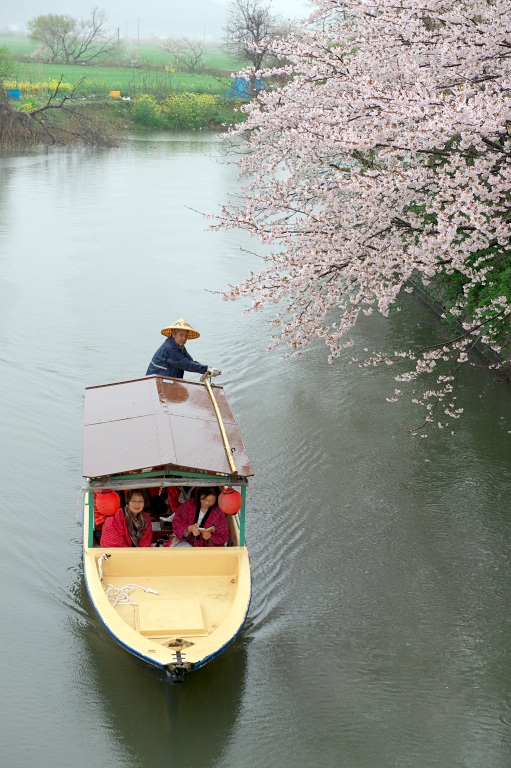 西湖の水郷桜　20150405_a0050572_233094.jpg