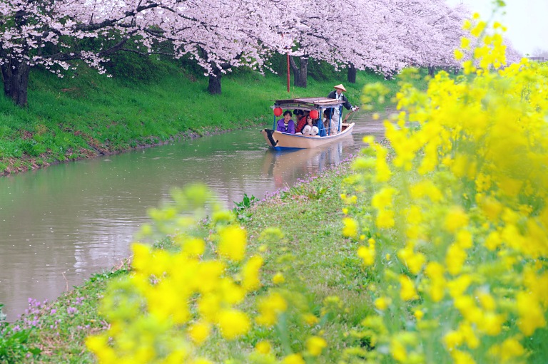 西湖の水郷桜　20150405_a0050572_23311882.jpg