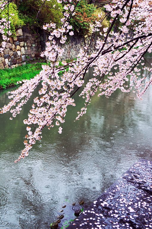 近江八幡の雨桜--4の4--20150405_a0050572_2384848.jpg