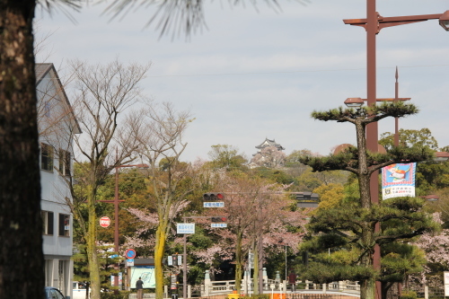 好天気の彦根城の桜_f0259373_16250580.jpg