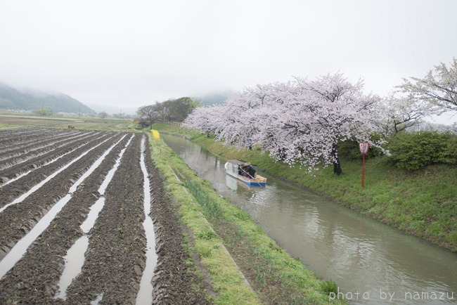 雨の近江八幡（5）水郷_b0280176_945918.jpg