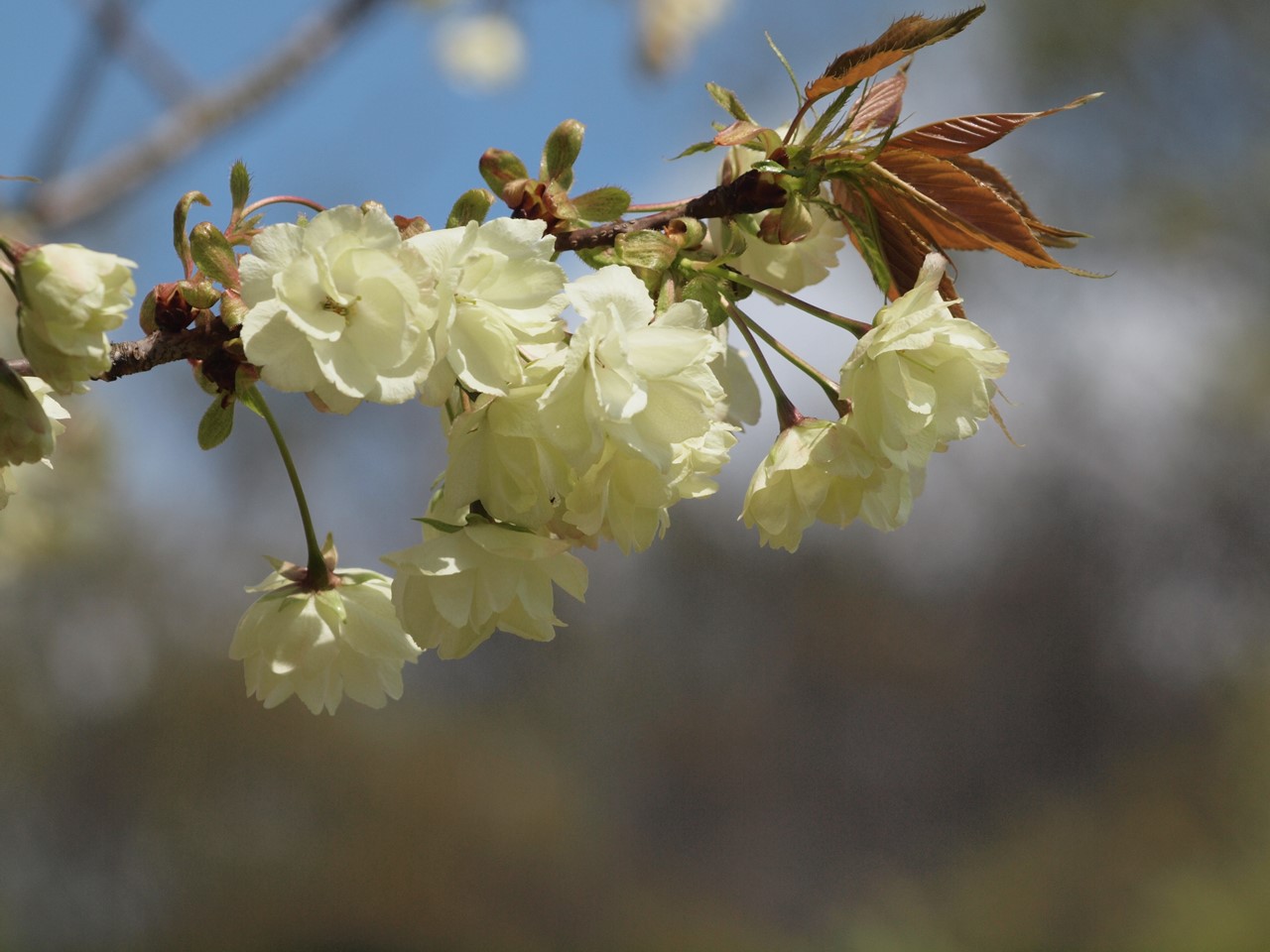 里桜 サトザクラ 達を追いかけて 自然風の自然風だより