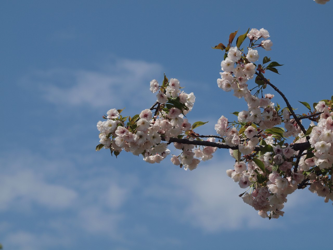 里桜(サトザクラ)達を追いかけて・・・・・』 : 自然風の自然風