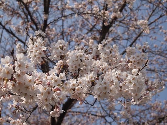 みちのく杜の湖畔公園_e0142377_181258.jpg