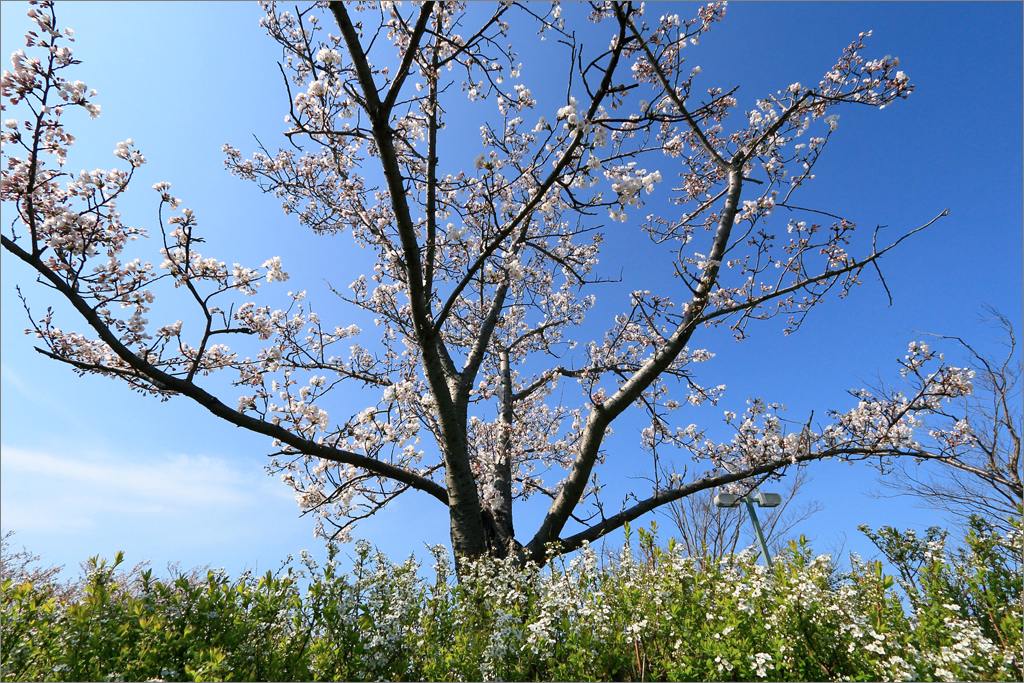 ※ 佐潟の桜・・・来るのが早すぎました_e0149577_0332129.jpg