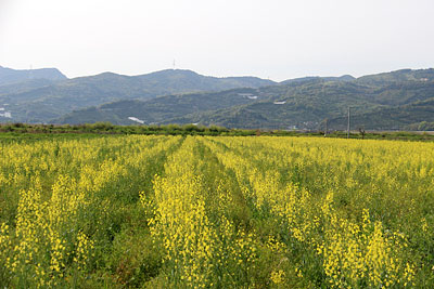 キャベツの花～♪_c0152779_1336088.jpg