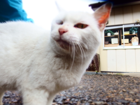 2015.4.11 福島・飯舘村　水仙と雨_b0192980_2848.jpg