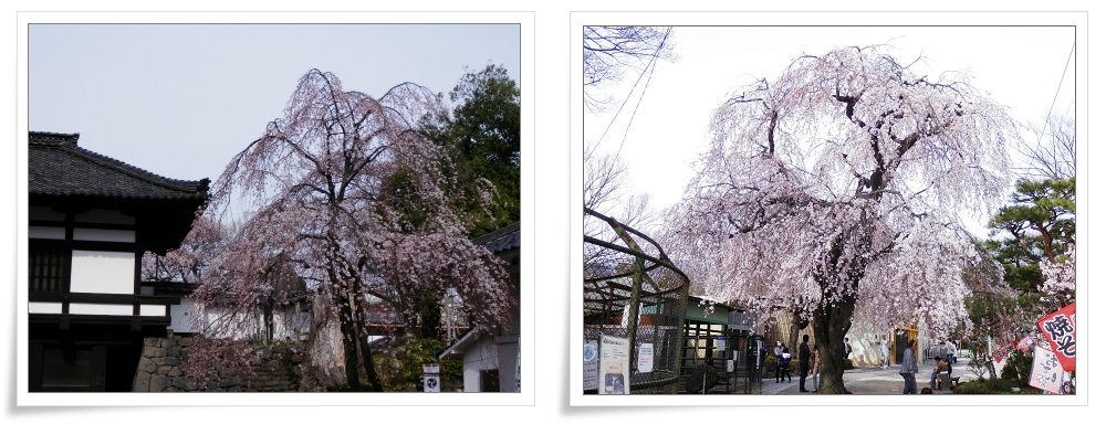 桜を求めて　信州へ　（小諸・軽井沢編）_d0174983_15503098.jpg