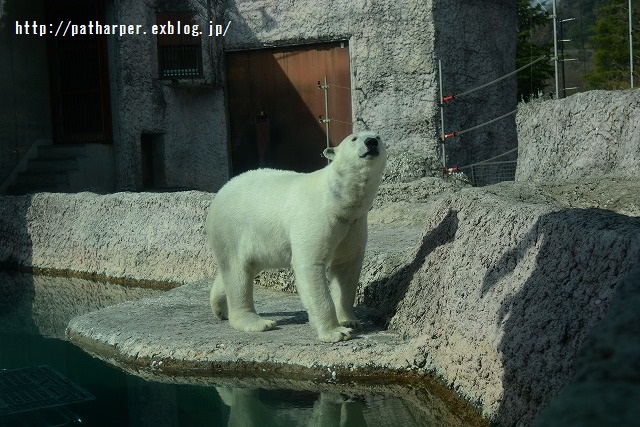 ２０１５年３月　ほぼ毎月とくしま動物園　その１_a0052986_7164127.jpg