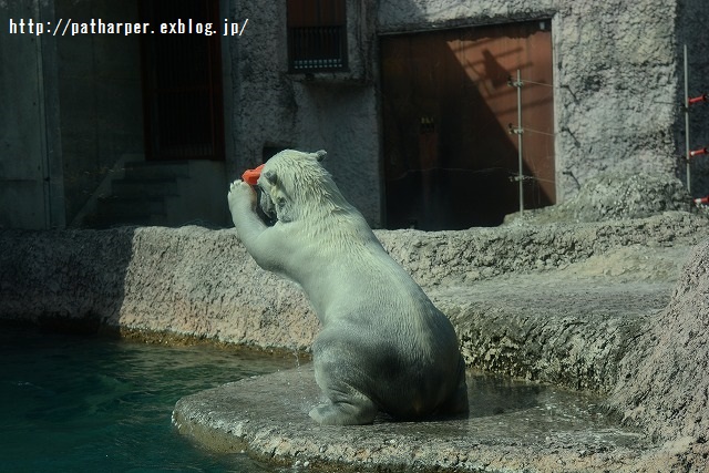 ２０１５年３月　ほぼ毎月とくしま動物園　その１_a0052986_7313548.jpg