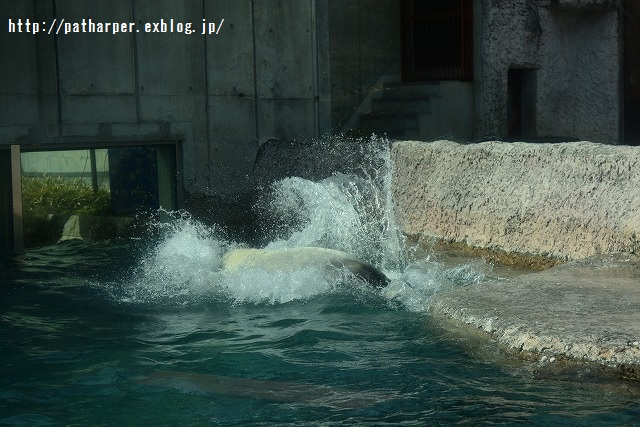 ２０１５年３月　ほぼ毎月とくしま動物園　その１_a0052986_733848.jpg