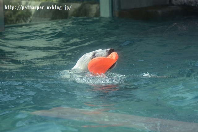 ２０１５年３月　ほぼ毎月とくしま動物園　その１_a0052986_7351378.jpg