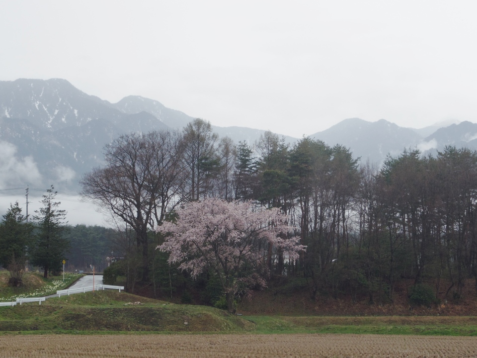 桜が見頃です。_a0034487_19444868.jpg