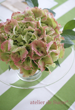 一輪でも存在感はたっぷりな和蘭紫陽花_b0065587_16223457.jpg