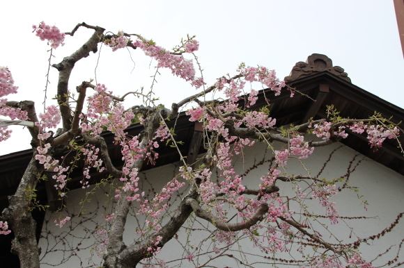 大山　八重桜_f0307097_02224422.jpg