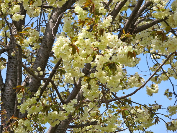 五色桜（ごしきざくら）_c0326000_1025267.jpg