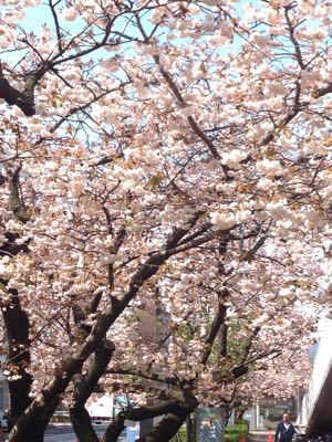 2015年も流通センターの八重桜が満開に_f0101201_18201699.jpg