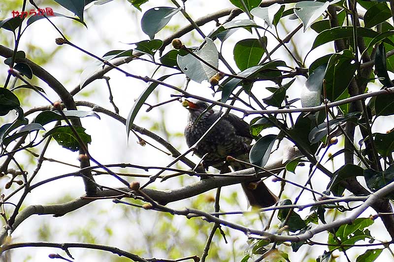 BROWN-EARED BULBUL_b0134907_8213173.jpg