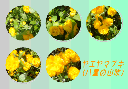 f0231709_16294030.gif