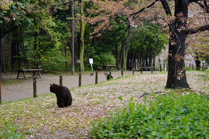 町角ニャンコ・桜の絨毯_f0032011_195219.jpg