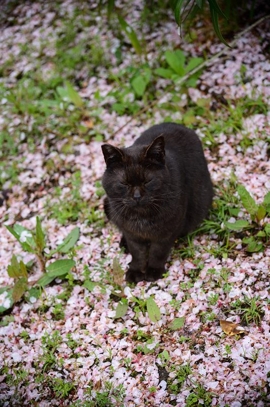 町角ニャンコ・桜の絨毯_f0032011_19525680.jpg