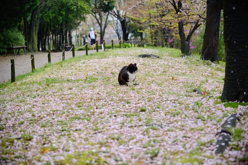 町角ニャンコ・桜の絨毯_f0032011_1953486.jpg