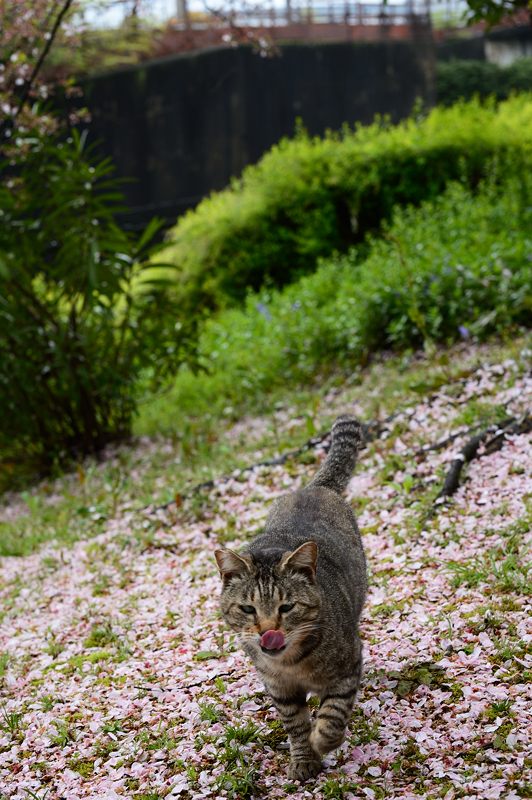 町角ニャンコ・桜の絨毯_f0032011_19535831.jpg